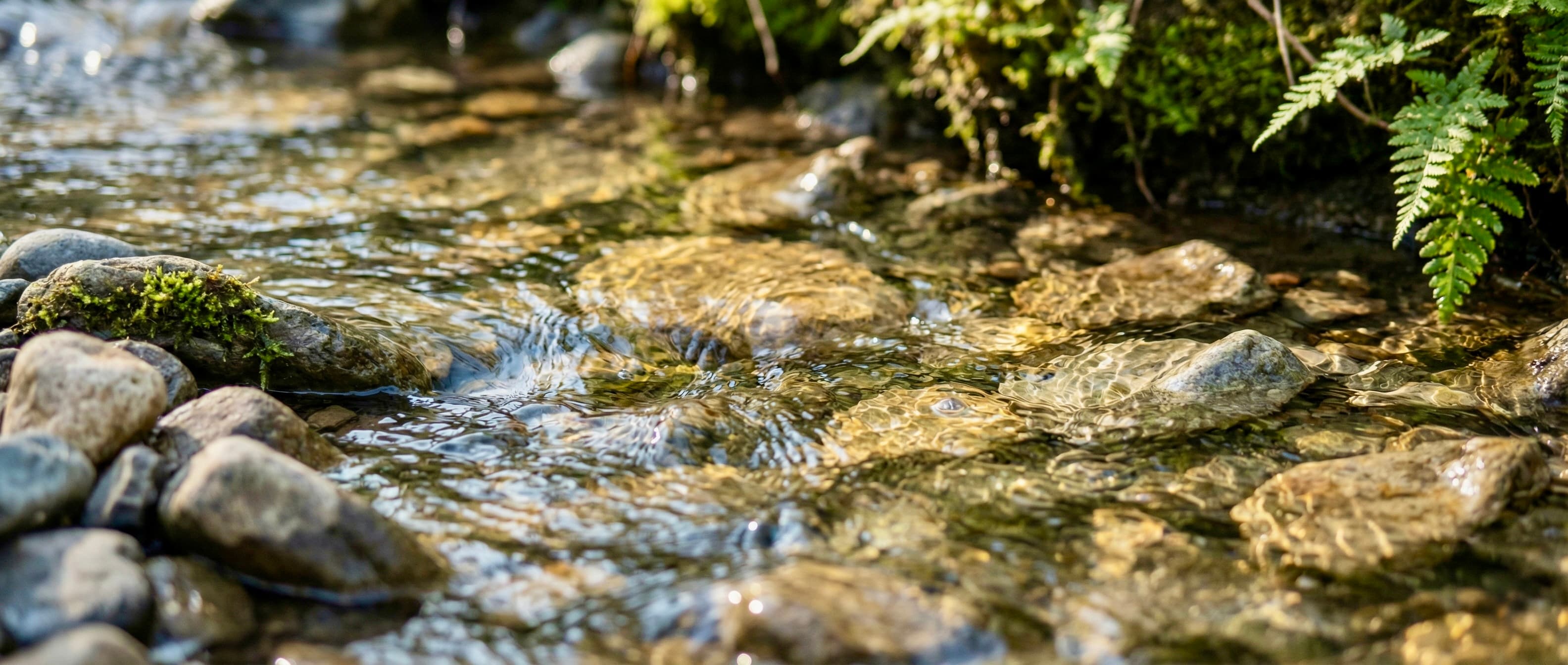Mountain stream close-up with ferns and moss